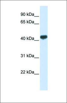 Anti-ZRANB2 (ab1) antibody produced in
