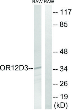 Anti-OR12D3, C-Terminal antibody produced in