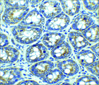 Anti-LAMP-1 antibody produced in rabbit
