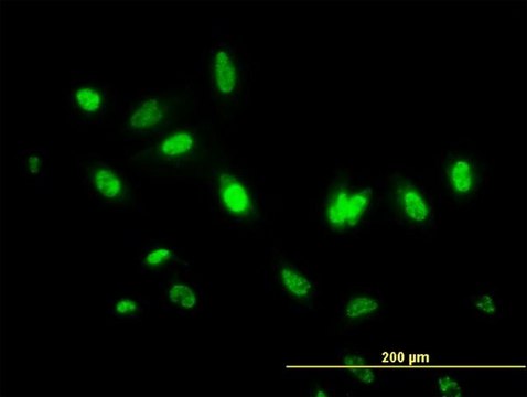 ANTI-MDS028 antibody produced in mouse