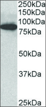 Anti-ODF2 antibody produced in goat