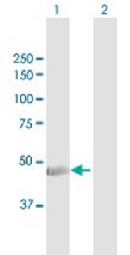Anti-KRT34 antibody produced in rabbit