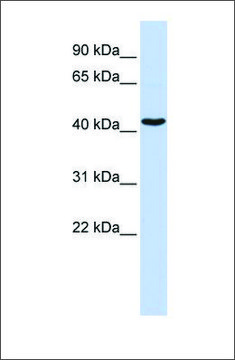 Anti-GATA1 antibody produced in rabbit