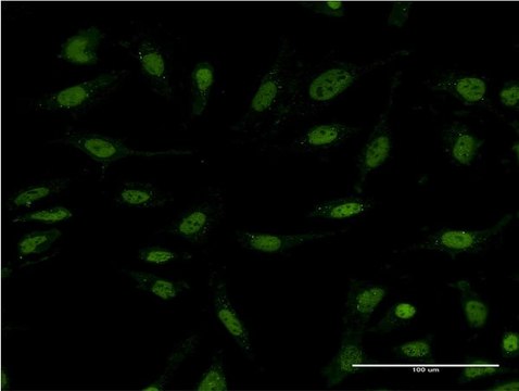Monoclonal Anti-DIDO1 antibody produced in