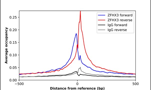 Anti-ZFHX3 antibody produced in rabbit