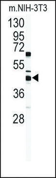 Anti-SUV39H2 (C-term K375) antibody produced