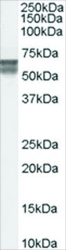 Anti-CACNB4, C-Terminal antibody produced in