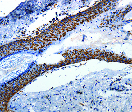 Anti-MT-CO2 antibody produced in rabbit