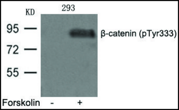 Anti-phospho-?-catenin (pTyr³³³) antibody produced in