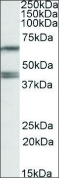 Anti-PON2 antibody produced in goat