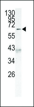 ANTI-AF9 (MLLT3) (C-TERM K486) antibody