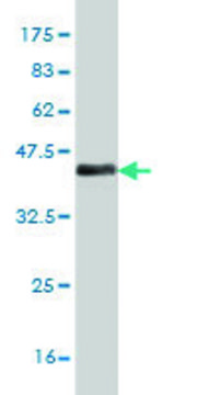 ANTI-MEF2A antibody produced in mouse