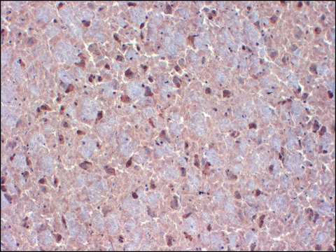 Monoclonal Anti-CNTN1 antibody produced in