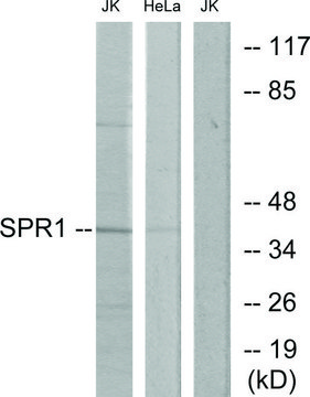 Anti-SPR1 antibody produced in rabbit