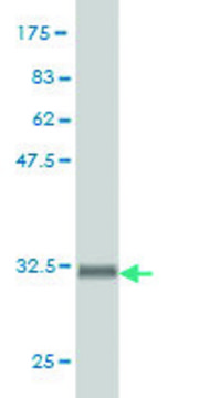 Monoclonal Anti-HOXD9 antibody produced in
