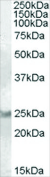 Anti-RAB8A antibody produced in goat