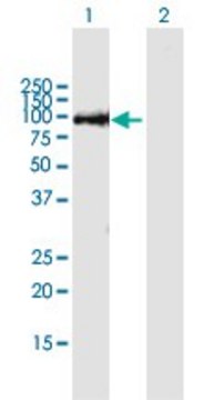 ANTI-THAP9 antibody produced in mouse