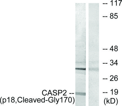 Anti-CASP2 (p18, Cleaved-Gly¹??) antibody produced