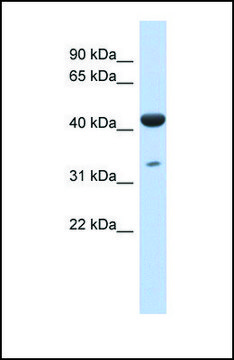 Anti-HCG_1745121, (N-terminal) antibody produced in
