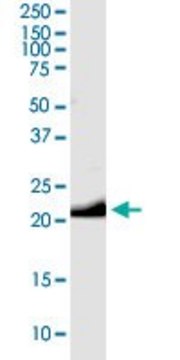 Anti-GCG antibody produced in rabbit