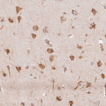 Anti-RCN3 antibody produced in rabbit