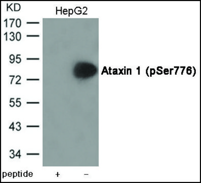 Anti-phospho-Ataxin 1 (pSer???) antibody produced