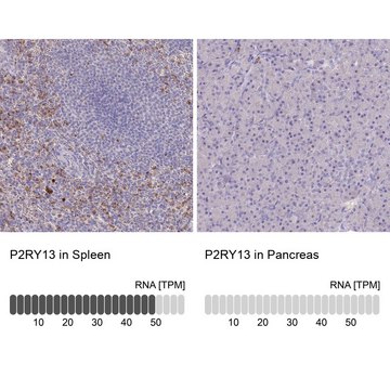 Anti-P2RY13 antibody produced in rabbit