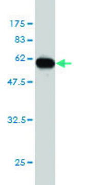 ANTI-ICOSLG antibody produced in mouse