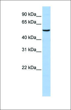 Anti-PPARA antibody produced in rabbit