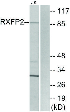 Anti-RXFP2 antibody produced in rabbit