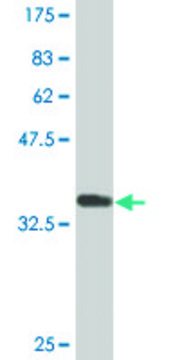 Monoclonal Anti-CDON, (C-terminal) antibody produced