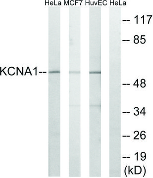 Anti-KCNA1 antibody produced in rabbit