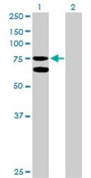 Anti-GARS antibody produced in rabbit