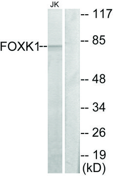 Anti-FOXK1 antibody produced in rabbit