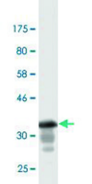 Monoclonal Anti-GML, (C-terminal) antibody produced