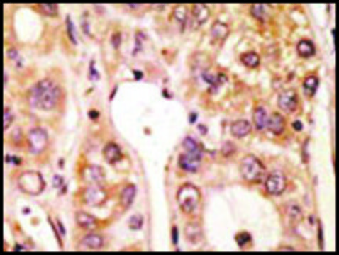 Anti-Mouse Tlr5 (N-term) antibody produced