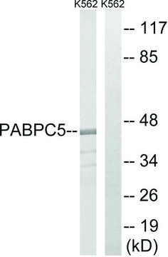 Anti-PABPC5 antibody produced in rabbit