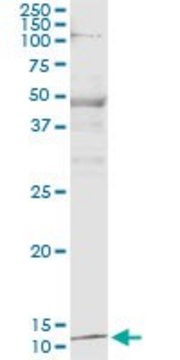Monoclonal Anti-PTH, (C-terminal) antibody produced