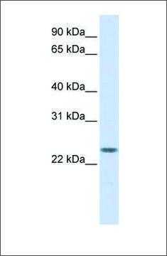 Anti-NPM2 antibody produced in rabbit