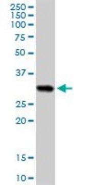 Anti-HLA-DRB5 antibody produced in rabbit