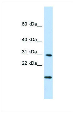 Anti-POLR2K antibody produced in rabbit