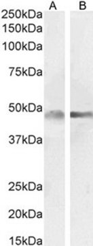 Anti-GFAP antibody produced in goat