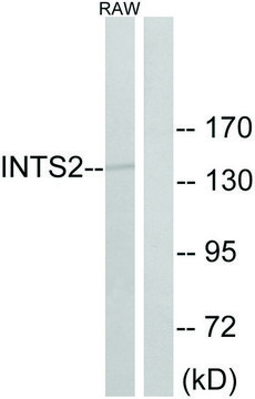 Anti-INTS2 antibody produced in rabbit
