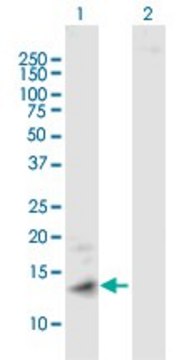 ANTI-MT1A antibody produced in mouse