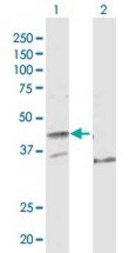 Anti-POLE antibody produced in rabbit