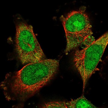 Anti-DDA1 antibody produced in rabbit