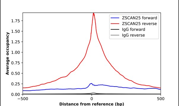 Anti-ZSCAN25 antibody produced in rabbit