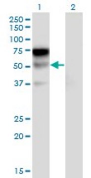 Monoclonal Anti-LILRA2 antibody produced in