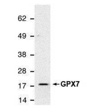 Monoclonal Anti-GPX7 antibody produced in