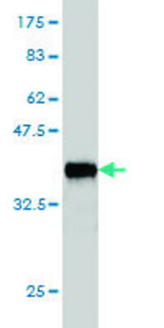 Monoclonal Anti-CHTF18 antibody produced in